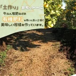 【先行予約】【発送期間:2027年2月～なくなり次第終了】【贈答用】甘平 約1.5g みかん みかん