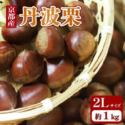 ふるさと納税 京都府 【先行予約・期間限定】 2026年産　京都府産 丹波栗 1kg 大粒 2Lサイズ　