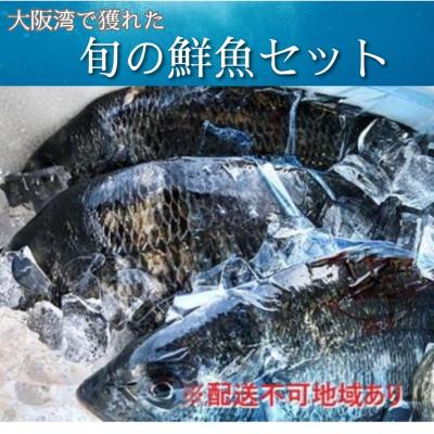 ふるさと納税 高石市 【冷蔵】朝どれ大阪湾で獲れた旬の鮮魚セット　約4kg