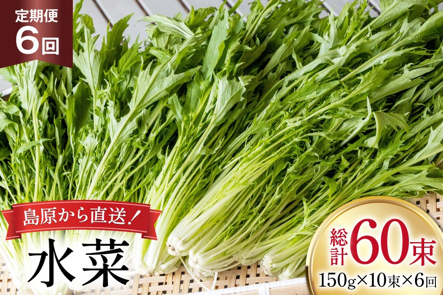 BI336 定期便 6回 水菜 10束 [ 野菜 みずな サラダ やさい 冷蔵 葉物野菜 田中農園 長崎県 島原市 ]