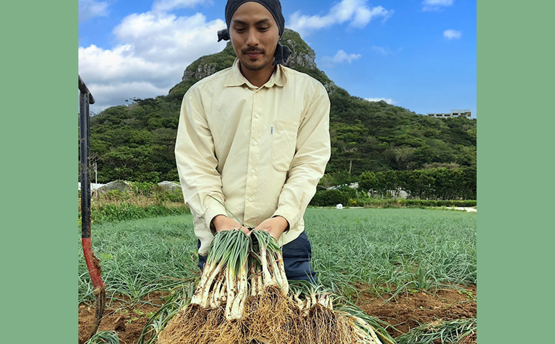 【2025年発送】伊江島より直送！旬の「島らっきょう」約1.5kg 天ぷら 酢漬け 炒め 甘酢漬け 浅漬け 味噌 自然 美食 地酒 お気に入り 美味しい フライ おすすめ 地元 沖縄県 南国 食品 人