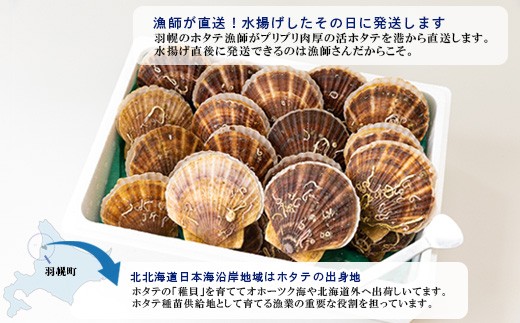 【先行予約】北海道 羽幌町産 殻付き活ホタテ 約3kg（15～20枚・ヘラ付き）
