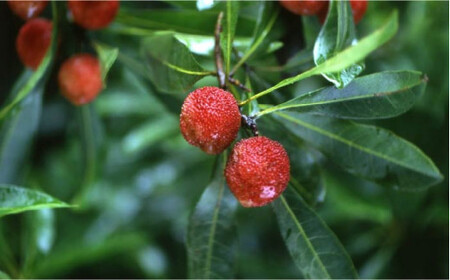 【程よい甘みと酸味】やまももジャム（150g×2）＜株式会社南畑ぼうぶら会議＞那珂川市 ジャム フルーツ フルーツジャム 果物  9000 9000円 [GBL003]