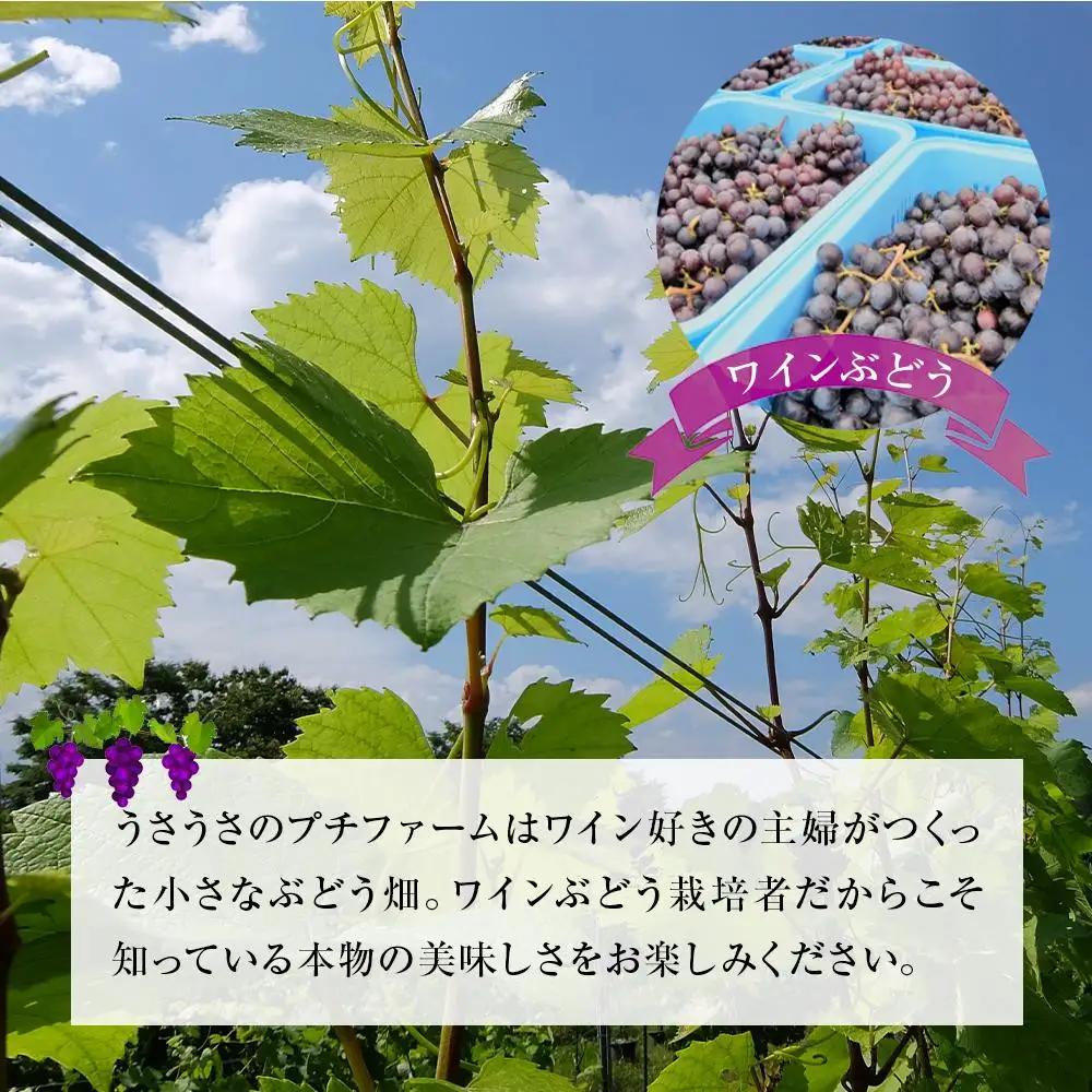 スパークリングワインセット 雪うさぎスパークリング&うさぎの泡ロゼ | 長野 信州