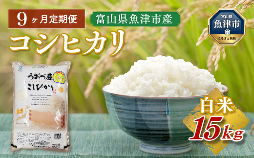 【令和7年度米】【9ヶ月定期便】富山県 うおづ産米「コシヒカリ」15kg（5kg×3袋）（精米）|（精米）こしひかり こめ コメ お米 おこめ 白米 精米 雪解け水 香り うまみ あまみ 冷めても 美味しい おにぎり お弁当 高品質 魚津市 ※北海道・沖縄・離島への配送不可
