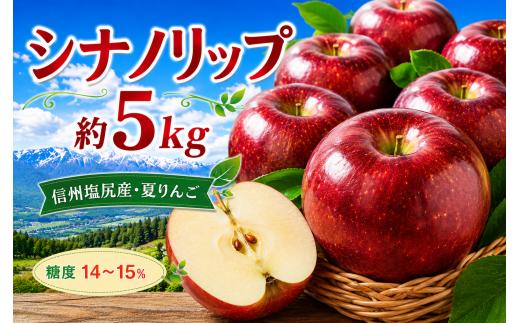 【2026年先行予約】信州塩尻産 シナノリップ 約5kg | 先行受付 果物 くだもの フルーツ シナノリップ りんご 林檎 信州 長野県 塩尻市