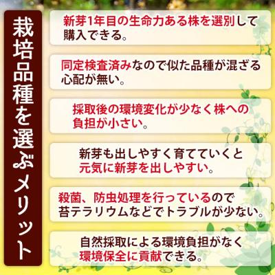 ふるさと納税 西予市 コウヤノマンネングサ・オオカサゴケ・ヒノキゴケの苔テラリウム用3種パック 人工栽培高品質 |  | 02