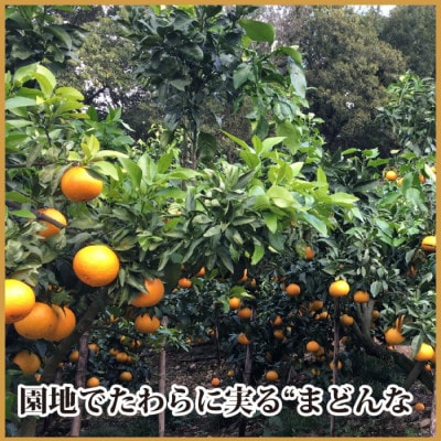 極撰柑橘【雅プレミアム】糖度保証・光センサー 合格品「 マドンナ 」約2キロ【D39−61】【配送不可地域：離島】【1614244】