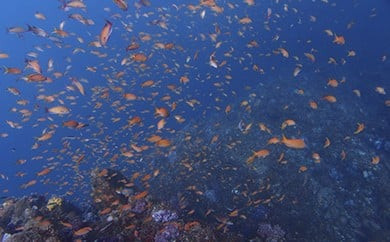 海の中をのぞいてみよう！体験ダイビング・シュノーケリング教室 142069_BS013