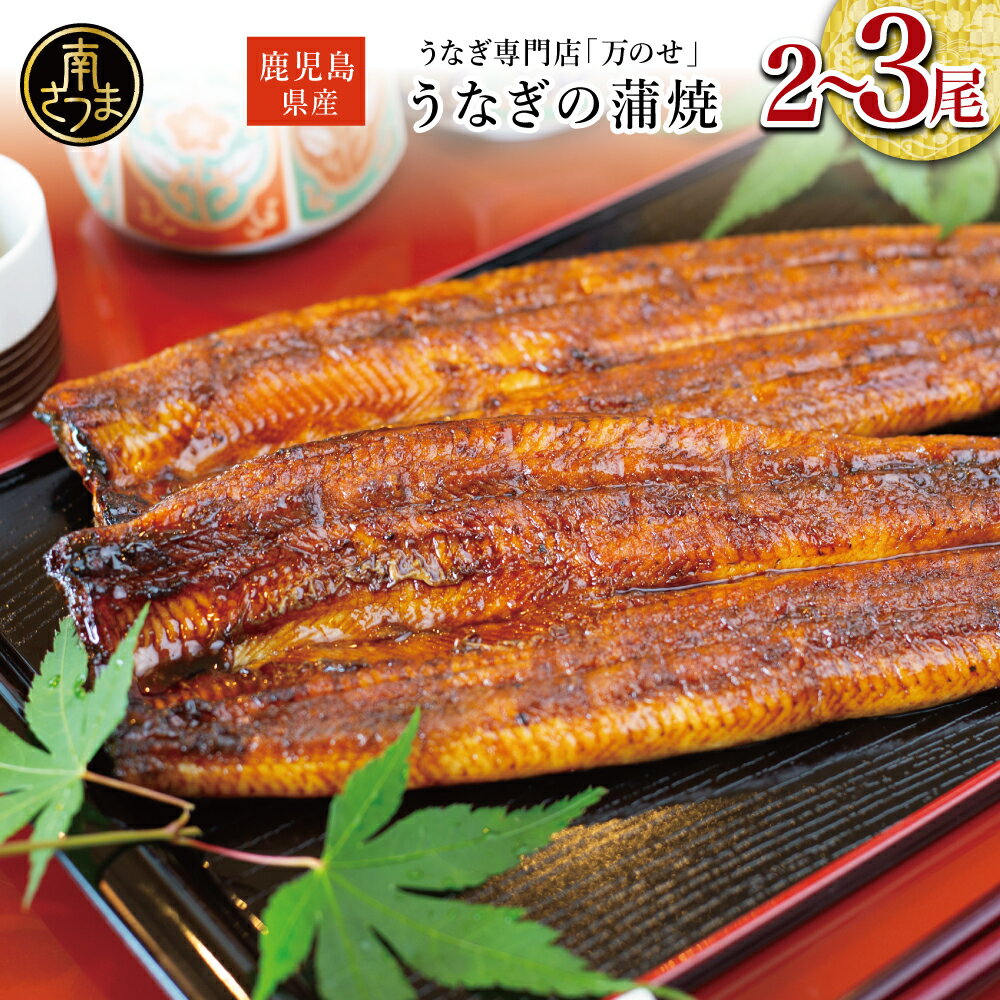 【ふるさと納税】鹿児島県産 うなぎ蒲焼 2～3尾 ★選べる容量★ うなぎ専門店「万のせ」ジューシー スタミナ ウナギ 鰻 蒲焼き 国産 ギフト うな重 たれ ひつまぶし 山椒 冷凍 簡単調理 贈り物 お取り寄せグルメ 冷凍 鹿児島県 南さつま市 送料無料