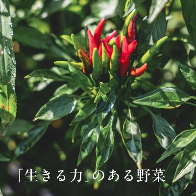 ふるさと納税 掛川市 【毎月定期便】しあわせ野菜畑の有機野菜　Lセット　(安心の有機JAS認証　オーガニック野菜)全3回 |  | 02