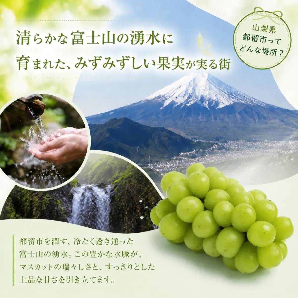 山梨県都留市産 朝採れ シャインマスカット ２~３房（約1.0kg以上）【2026年発送】シャインマスカット フルーツ