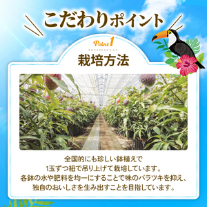 【ふるなびWEEK対象】マンゴー【数量限定】【2026年発送】 完熟マンゴー 2～3玉