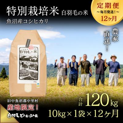 ふるさと納税 十日町市 【毎月定期便】農家直送!魚沼産コシヒカリ特別栽培 精米(10kg×1袋)全12回