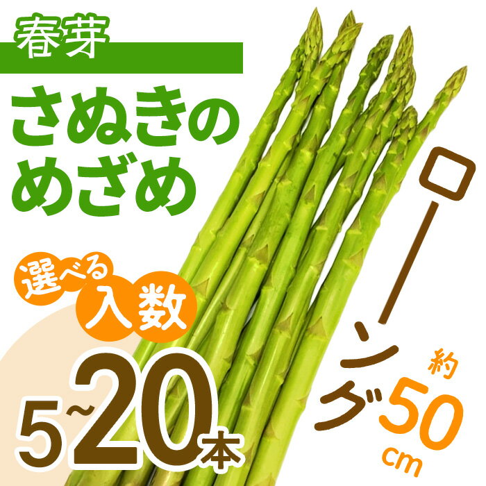 【ふるさと納税】＜先行予約！2026年2月下旬以降順次発送予定＞＜選べる入数＞春芽！ロング！約50cm！ アスパラガス さぬきのめざめ (5本入・10本入・20本入) 国産 野菜 アスパラ 新鮮 冷蔵便【man097・man098・man099】【Aglio nero】