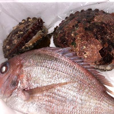 ふるさと納税 八幡浜市 竹中水産の大きめ入り1kg前後「天然活きアワビ(鯛もしくはアジとセット) 」【H22-220】 |  | 02