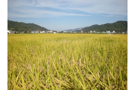 【岡山の酒】御前酒　雄町米　大吟醸飲みくらべセット (純米大吟醸「鳳凰」と「馨」1800ml×2本) ／ 辻本店 真庭 日本酒 純米 大吟醸 地酒 飲み比べ 【GZN-26】