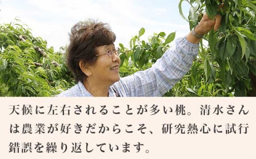 なつっこ (白桃） 約3kg 7～12玉 ［小布施屋］ 桃 白桃 もも モモ フルーツ 果物 令和8年産 【2026年8月上旬～中旬発送】