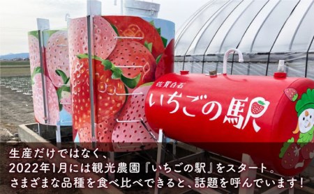 【先行予約】冷凍いちご おまかせ 詰め合わせ 1.5kg【岸川農園】 [IAP001]