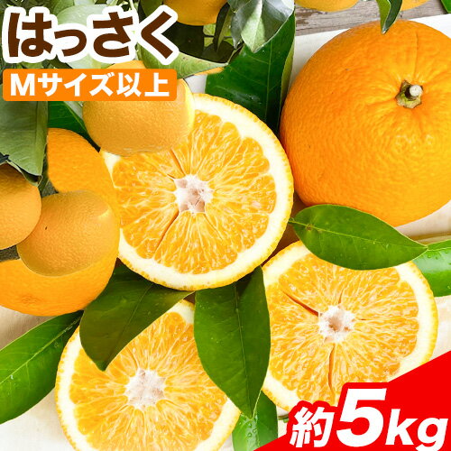 【ふるさと納税】はっさく 約5kg(Mサイズ以上) Cog-Lab《2025年4月上旬-7月上旬頃出荷》 柑橘 八朔 はっさく フルーツ 果物 スイーツ 送料無料