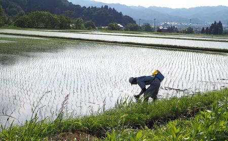 【令和7年産＼新米／】南魚沼産こしひかり 精米 25kg 精米HACCP認定工場 特A獲得日本一産地 JAみなみ魚沼一番人気 高品質精米 雪国の恵み もっちり甘い 南魚沼産コシヒカリ【2025年10月