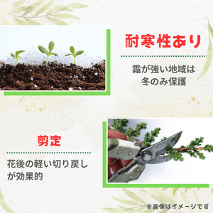 グレビレア　ラニゲラ ／ グレビレア ラニゲラ 植物 観葉植物 鉢植え