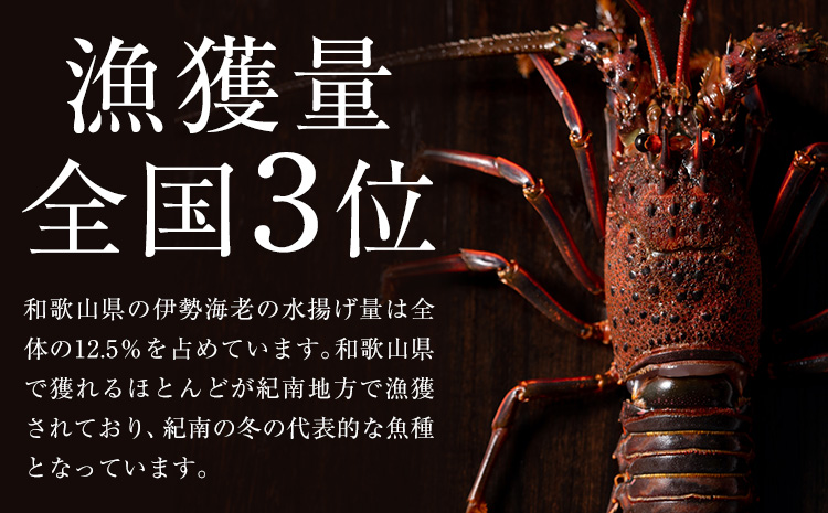 伊勢海老 漁港直送 活 伊勢海老 約1kg (3～5匹) 比井崎漁業協同組合《12月上旬-4月中旬頃出荷》和歌山県 日高町 海産物 海鮮 えび エビ いせえび イセエビ 正月 お祝い 刺身 送料無料(