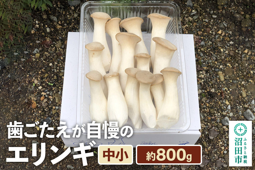 歯ごたえが自慢のエリンギ 中小 約800g [【野菜単品】えりんぎ エリンギ 贈答 ギフト キノコ 群馬県 沼田市]
