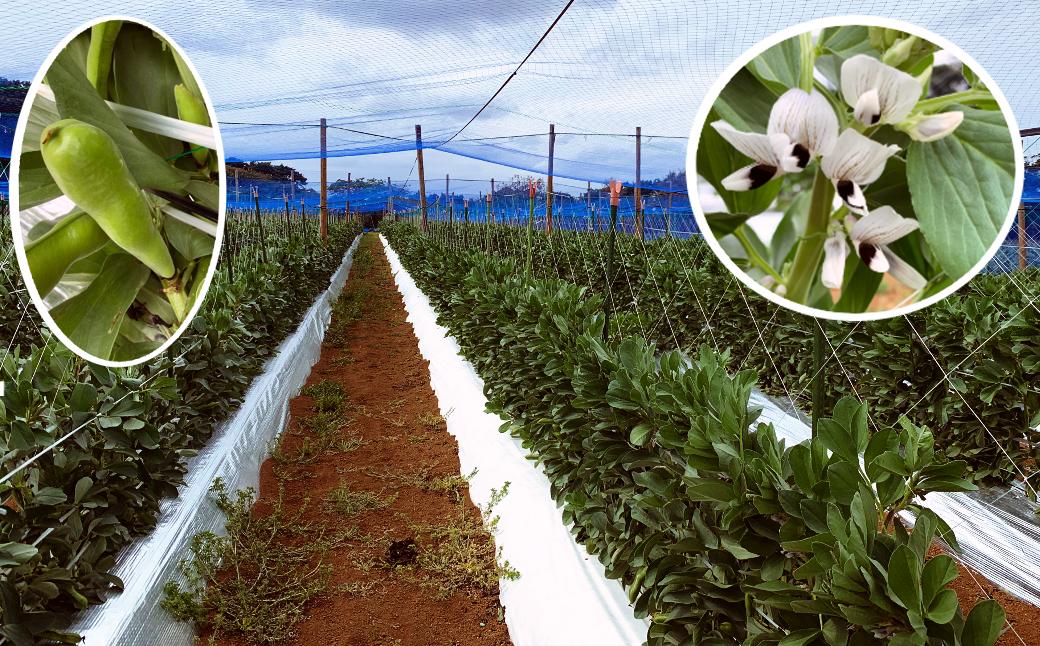 【 先行予約 】 種子島 農園 のむさん 早春 の そらまめ 4ｋｇ　NFN300【600pt】