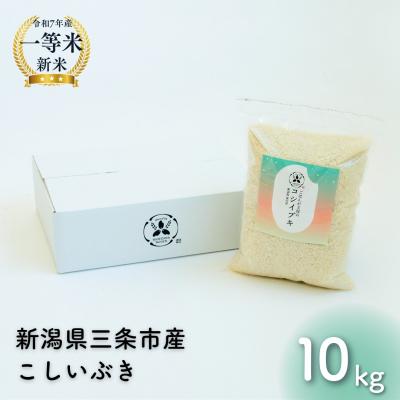 ふるさと納税 三条市 新潟県産こしいぶき 10kg 【032S041】