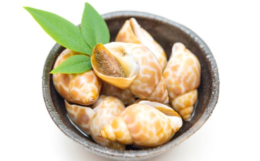 日本海の新鮮ばい貝　1kg【魚介類 魚貝類 貝類 バイ貝 1kg 新鮮 日本海 おつまみ 煮付け バター焼き 酒蒸し 刺身 高タンパク 低脂肪 冷蔵】