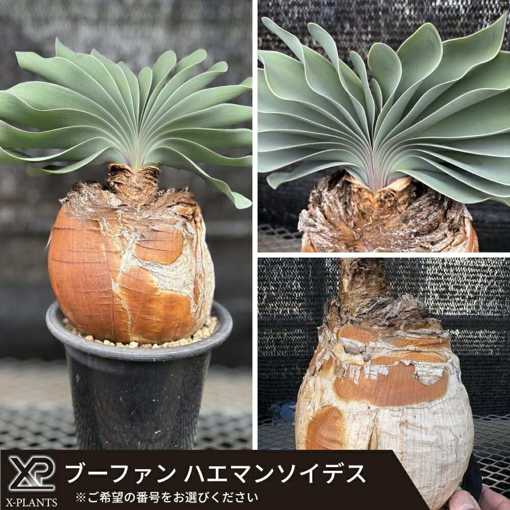 【ふるさと納税】ブーファン ハエマンソイデス X-PLANTS 珍奇植物 ビザールプランツ 塊根植物