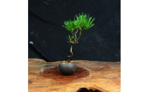 赤石の泉 黒松（鉢植え） S-38