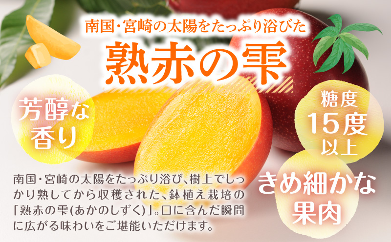 《2026年発送先行予約》【数量・期間限定】宮崎県産鉢植え完熟マンゴー 熟赤の雫(あかのしずく) 化粧箱入り2L×2玉 完熟マンゴー マンゴー フルーツ くだもの デザート スイーツ 南国_M168-