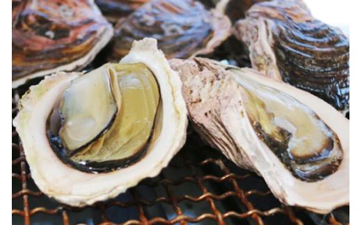 【期間限定発送】岩牡蠣 殻付き 細島 岩ガキ 約3.5kg [道の駅日向 宮崎県 日向市 452060570] いわがき 岩がき 牡蠣 日豊海岸 濃厚 クリーミー