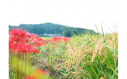 【新米】奈良・橿原　農薬や化学肥料不使用【令和7年産】ヒノヒカリ【七分搗き】約5kg（5kg×1袋）