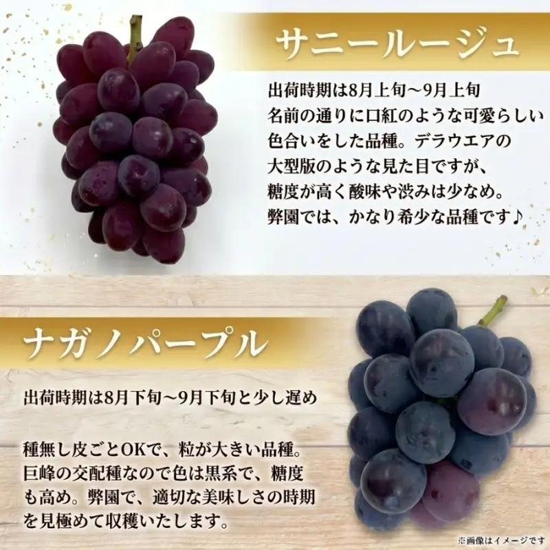 【2026年先行予約】28種の大粒品種から届く「秋の大粒ぶどう宝石箱」（シャインマスカット1房含む）約4kg（9月中旬～下旬発送分）|ぶどう 詰合せ 希少 セット 大粒  残暑見舞い 敬老の日 葡萄 