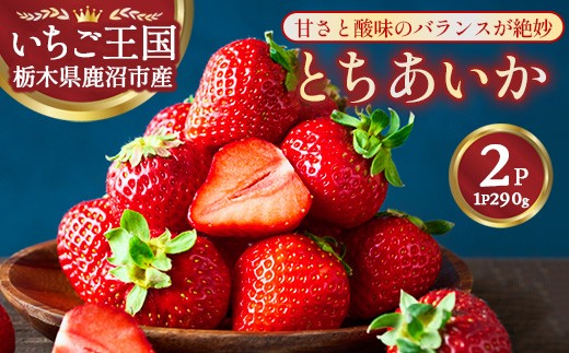 
            鹿沼市産 とちあいか（290g×2パック） | いちご イチゴ 苺 栃木県 果物 くだもの フルーツ とちあいか 新鮮 贈答 ギフト ※離島への配送不可 ※2026年1月上旬～3月下旬頃に順次発送予定
          