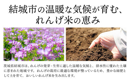 令和7年産れんげ米10kg《30日以内に出荷予定(土日祝除く)》茨城県結城市こめ