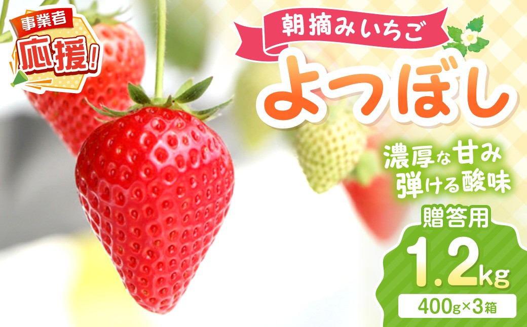 
                  【2027年1月～2027年4月発送予定】【贈答用】朝摘みいちご よつぼし 1.2kg【配送不可地域：北海道・沖縄・離島】【117D-016-2027】
                