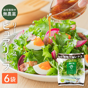レタス ピュアリーフ リーフレタス 無農薬栽培 レタス【6個入】