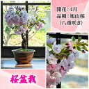 桜盆栽