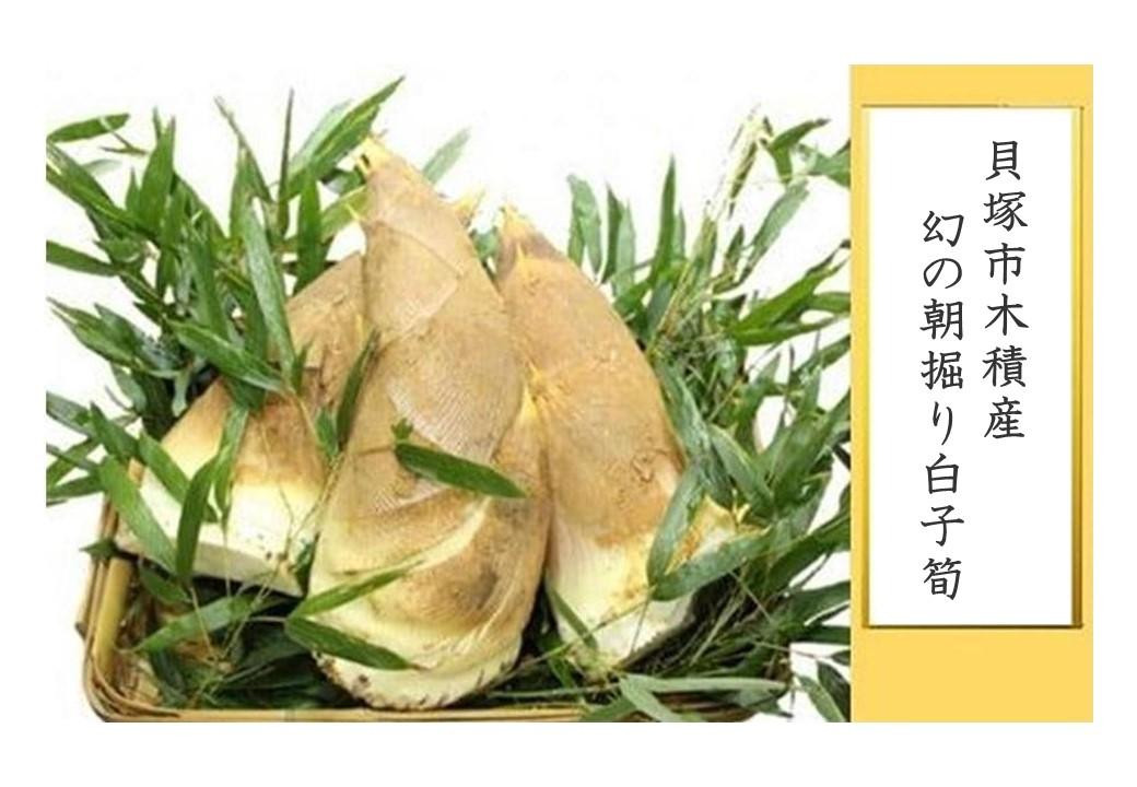 
貝塚市木積産　幻の朝掘り白子筍
