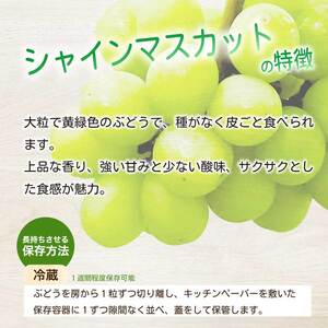 《2026年夏頃発送・先行受付》【ひのきファームランド】 訳あり ぶぶシャインマスカット 1kg ぶどう マスカット 果物 フルーツ 233001