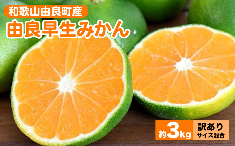 和歌山由良町産 由良早生みかん 約3kg 訳あり キズ 御家庭用 サイズ混合 ※2026年10月～発送