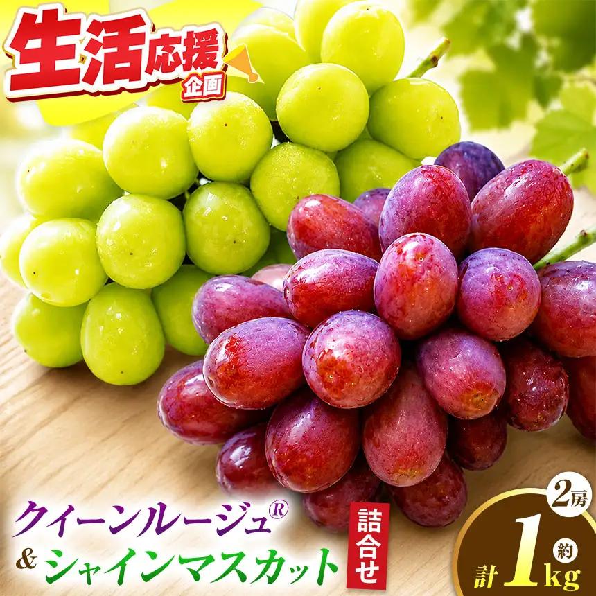 先行受付 クイーンルージュ®& シャインマスカット 詰合せ 約1kg 2房 【2026年9月上旬～11月上旬発送予定】［新規就農者応援コース 幸作会］フルーツ ブドウ 果物 ［K-37］