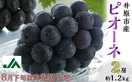 
                  岡山県産 種無し ピオーネ2房（約1.2kg）【2026年8月下旬～9月中旬発送予定】（いばら愛菜館）
                