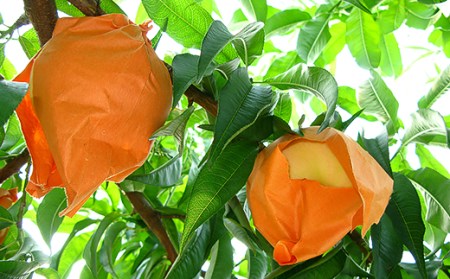 74-12 清水白桃5～7玉（計1.5kg以上）【2025年7月中旬～7月下旬発送予定】