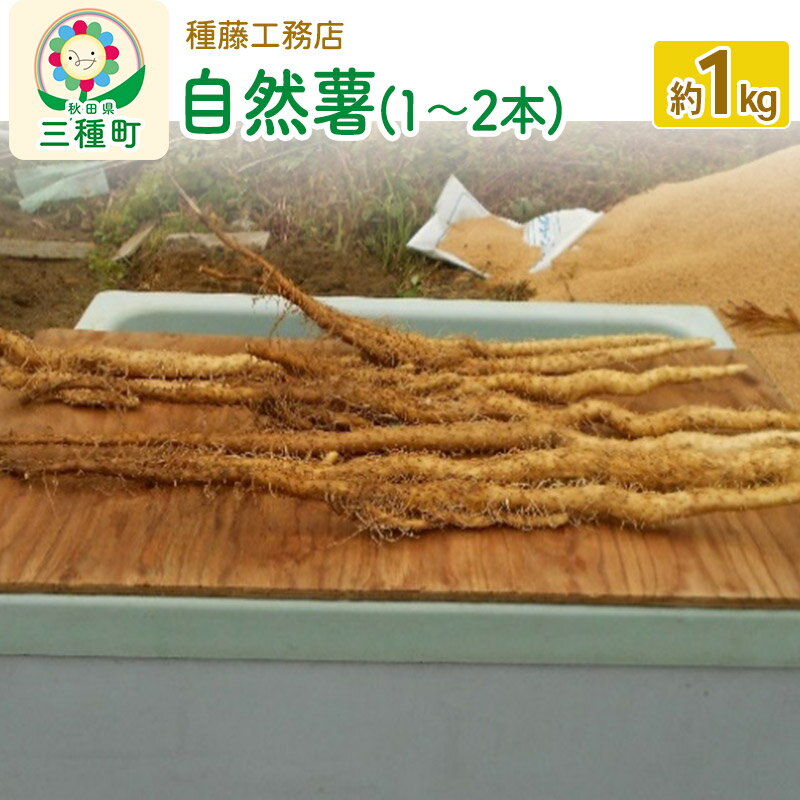 【ふるさと納税】自然薯 約1kg（1〜2本） 秋田県三種町産