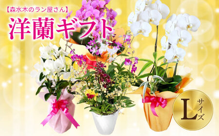 洋蘭 洋蘭ギフトL 鉢花 （高さ60～80cm） 蘭 胡蝶蘭 【森水木のラン屋さん】